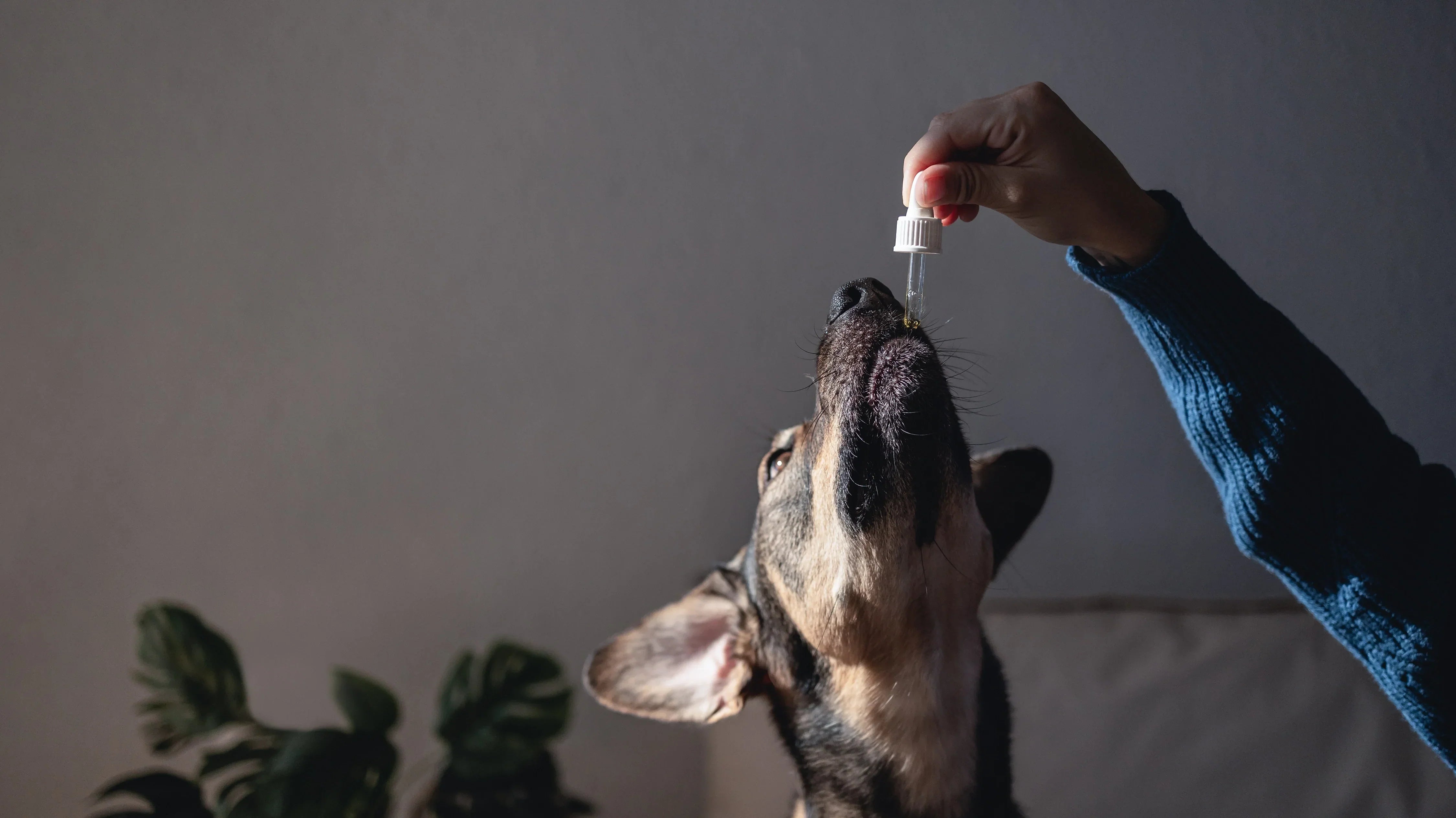 Principais benefícios do CBD para cães ansiosos